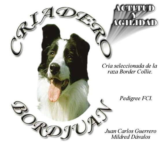 Criadero Border Collie *Bordjuan*