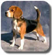 Criadero de la Raza Beagle