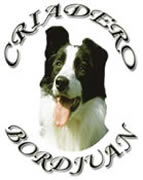 Criadero Border Collie