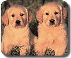 Criadero de la Raza Golden Retriver